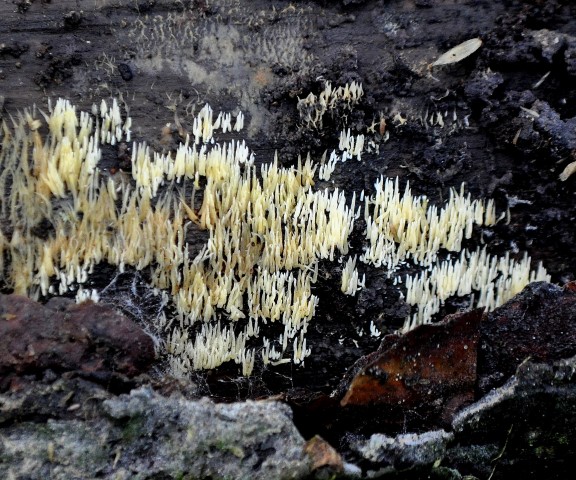 Is dit de goede naam?